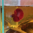 HM Betta Splendens #HM21 by ivenbetta