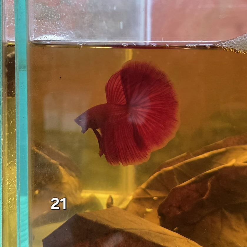 HM Betta Splendens #HM21 by ivenbetta