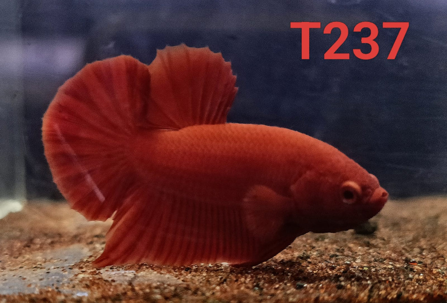 HMPK Betta Splendens #T237 by ivenbetta