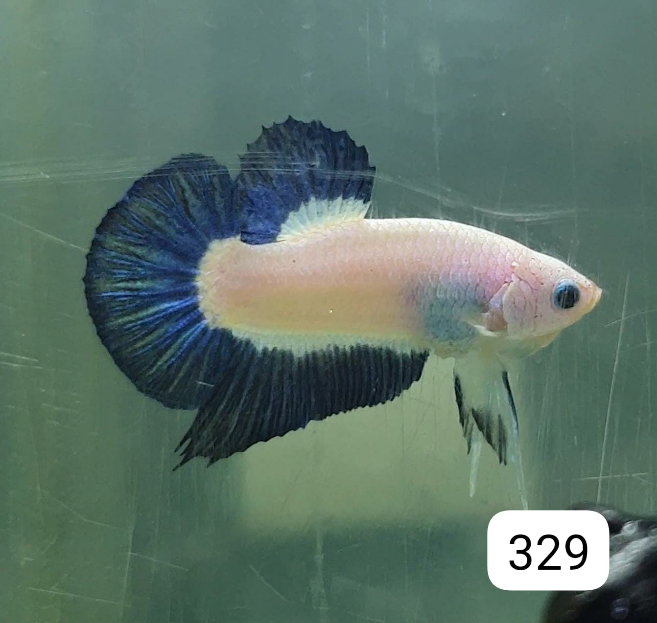 HMPK Betta Splendens #T329 by ivenbetta