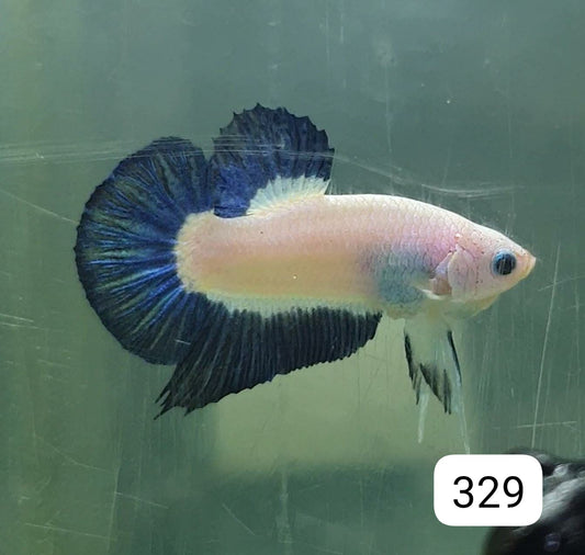 HMPK Betta Splendens #T329 by ivenbetta