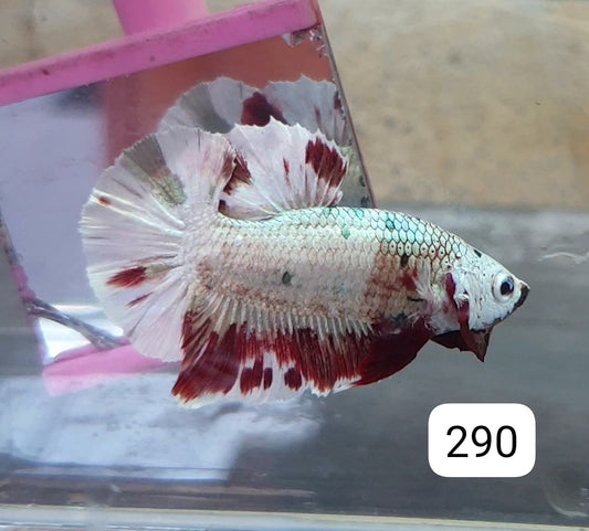 HMPK Betta Splendens #T290 by ivenbetta