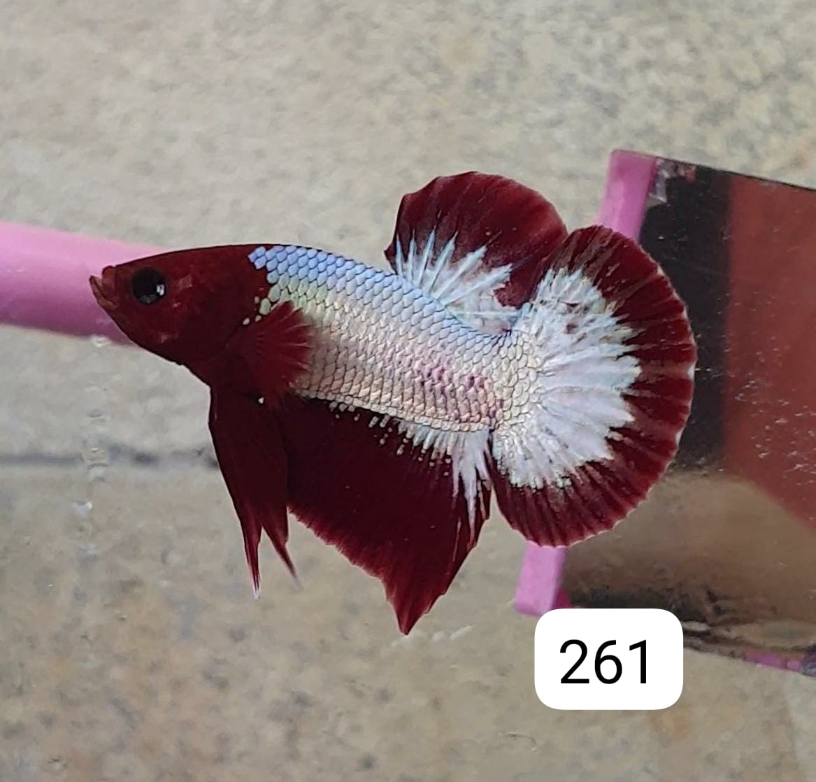 HMPK Betta Splendens #T261 by ivenbetta