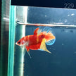 HMPK Betta Splendens #T229 by ivenbetta