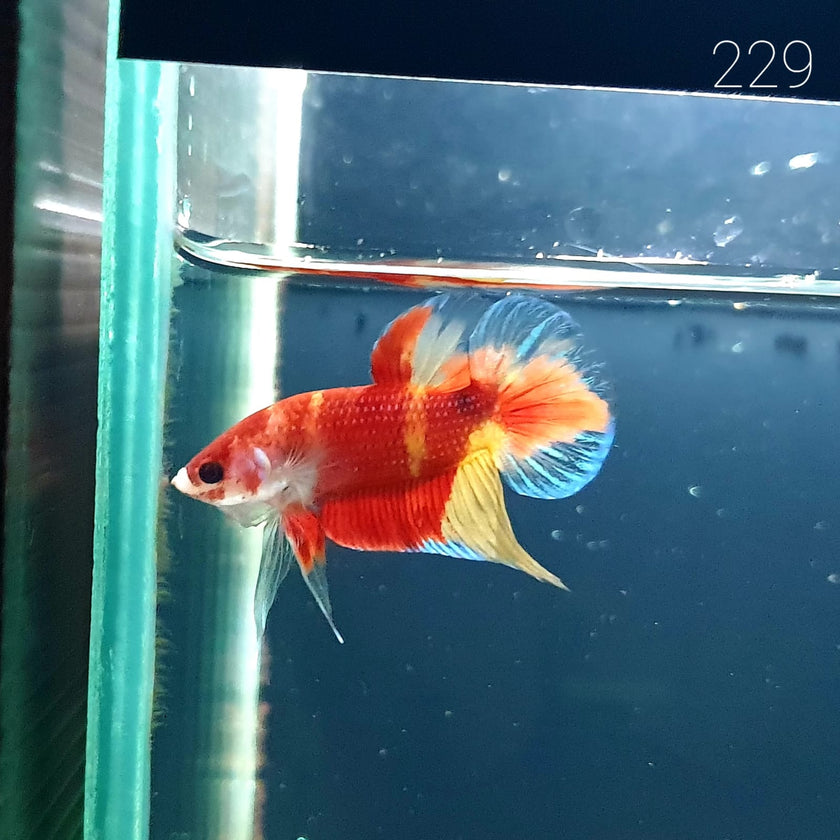HMPK Betta Splendens #T229 by ivenbetta