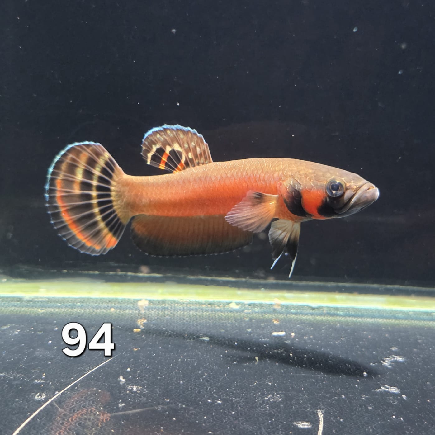 Macrostoma Male (IB094) by ivenbetta