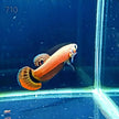 Macrostoma Male (M710) by ivenbetta