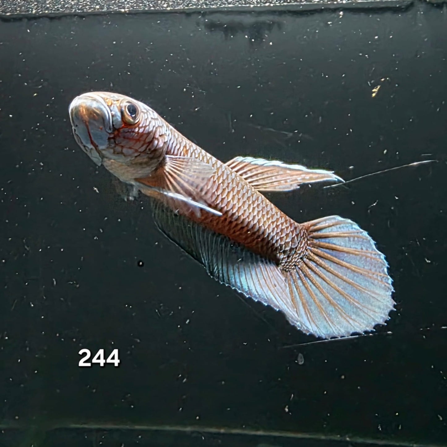 Antuta Male (IB244) by ivenbetta
