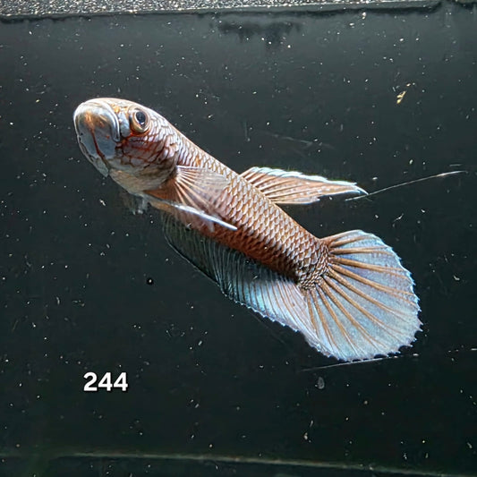 Antuta Male (IB244) by ivenbetta