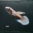 Antuta Male (IB244) by ivenbetta