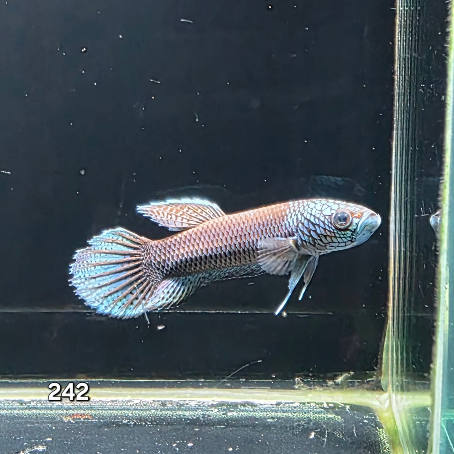 Antuta Male (IB242) by ivenbetta