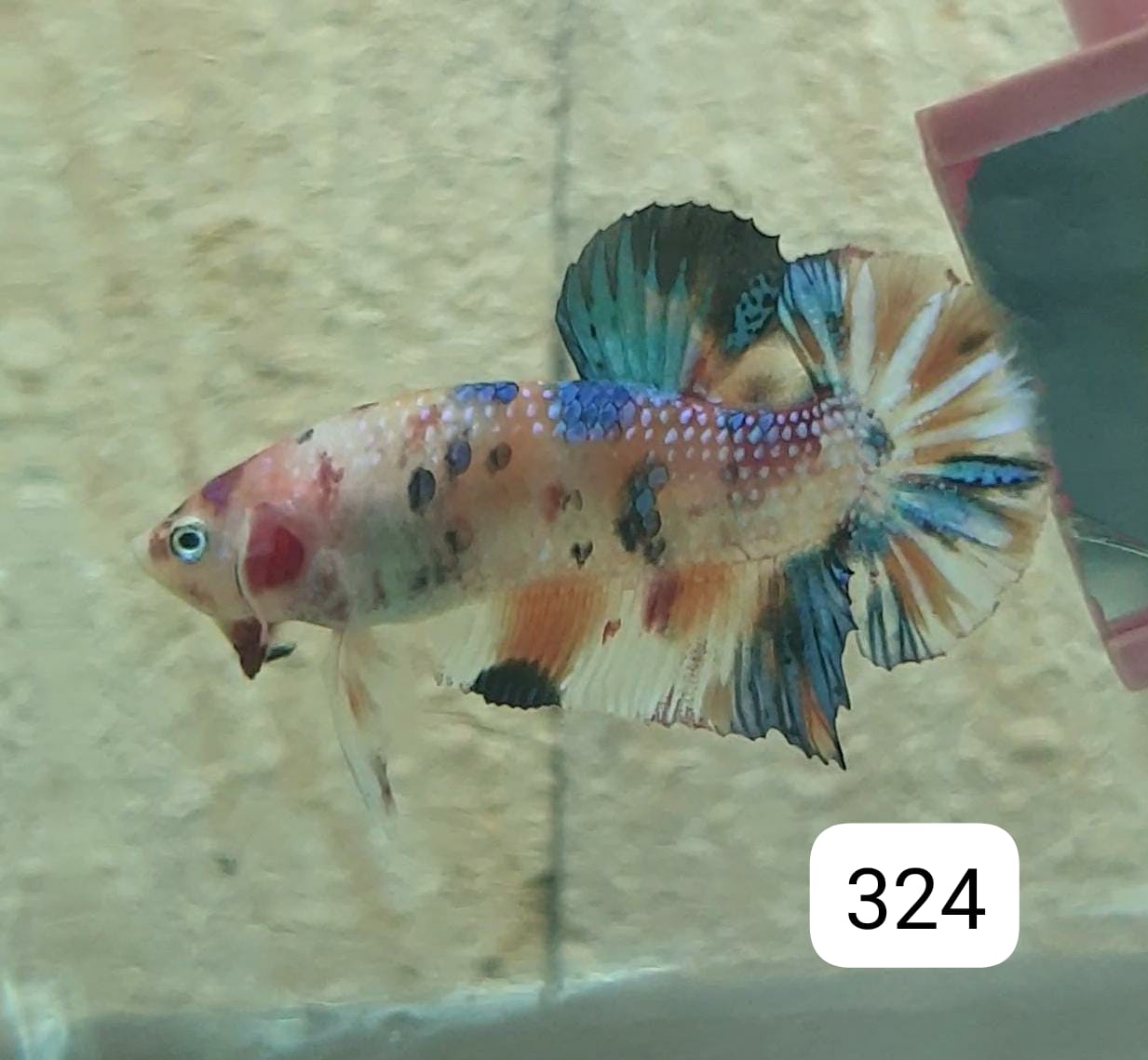 HMPK Betta Splendens #T324 by ivenbetta