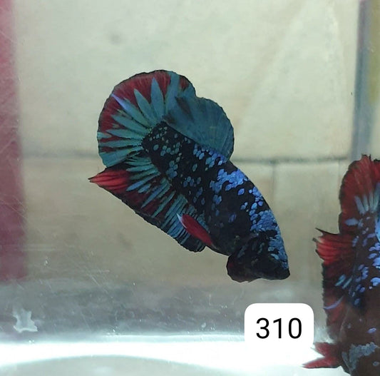 HMPK Betta Splendens #T310 by ivenbetta