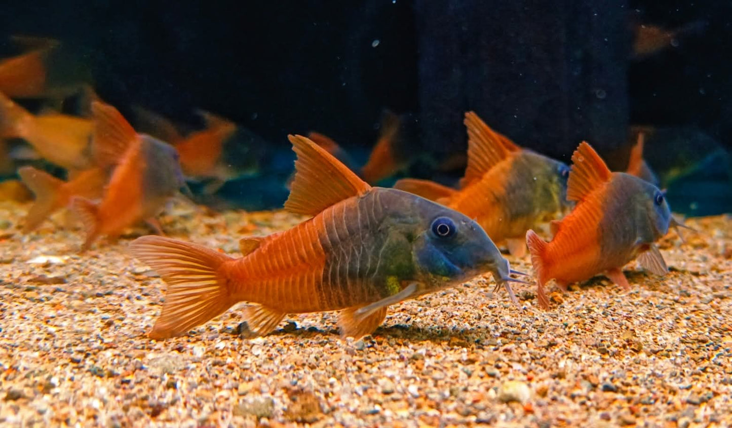 Hoplisoma sp. Rio Tomo CW217 by Iven Betta