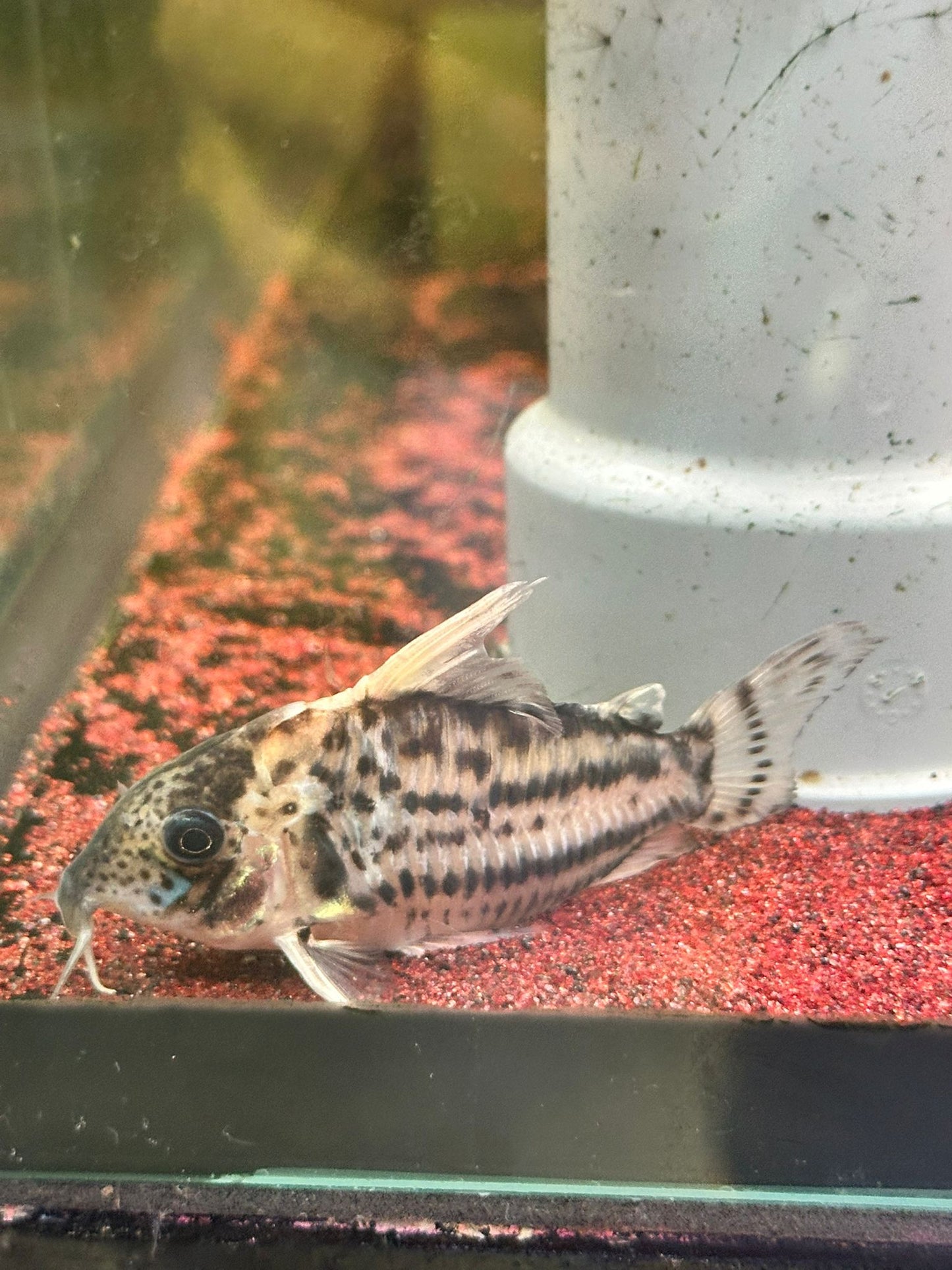 Brochis Pulwartzi by Iven Betta