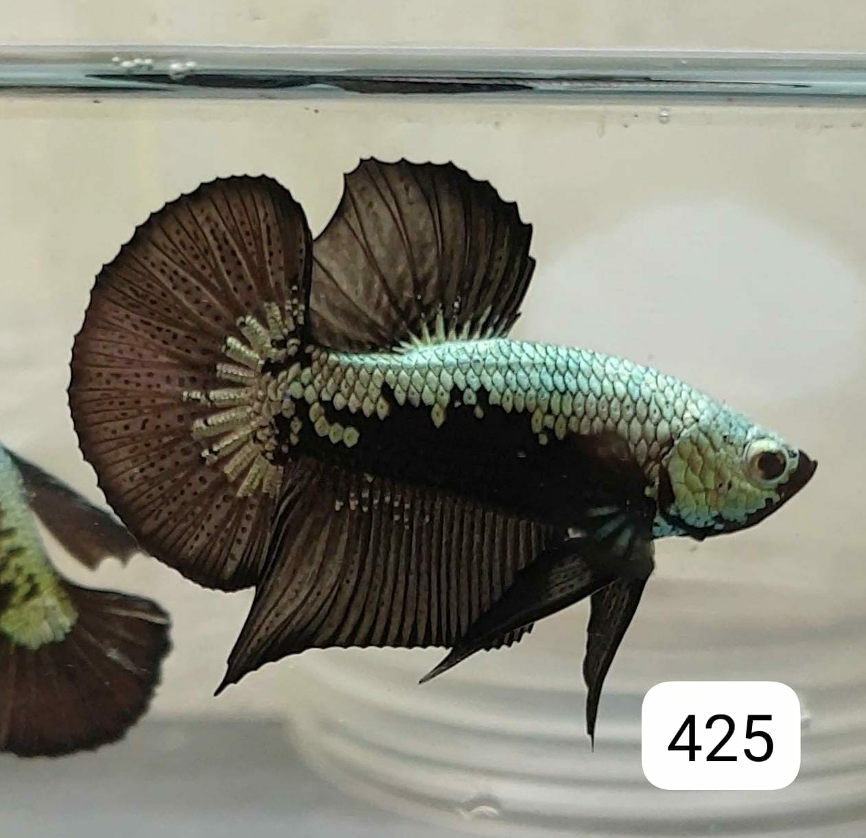HMPK Betta Splendens #T425 by ivenbetta