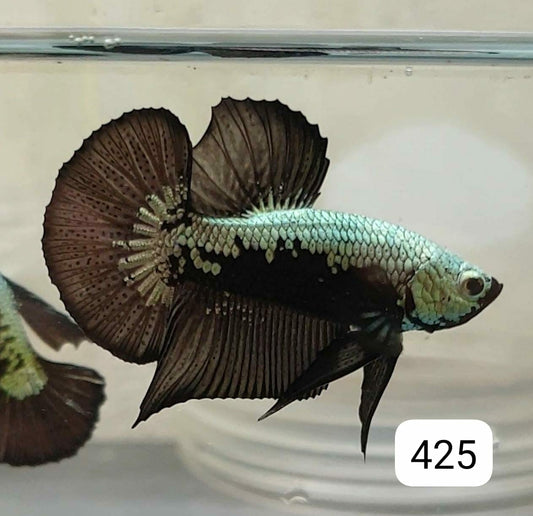HMPK Betta Splendens #T425 by ivenbetta