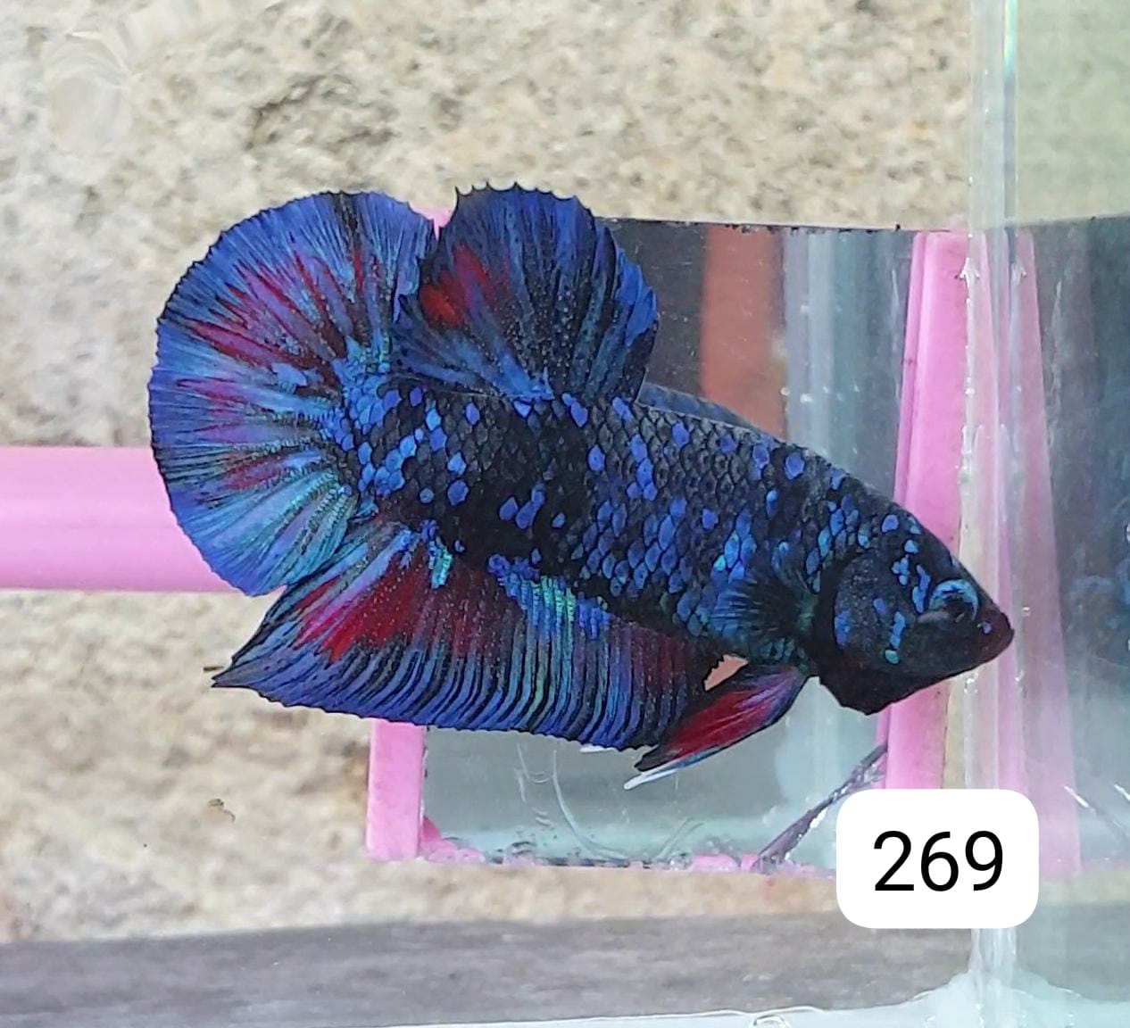 HMPK Betta Splendens #T269 by ivenbetta