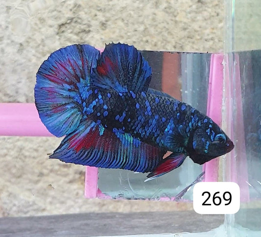 HMPK Betta Splendens #T269 by ivenbetta