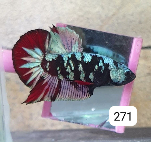 HMPK Betta Splendens #T271 by ivenbetta
