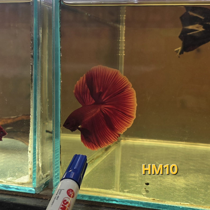 HM Betta Splendens #HM10 by ivenbetta
