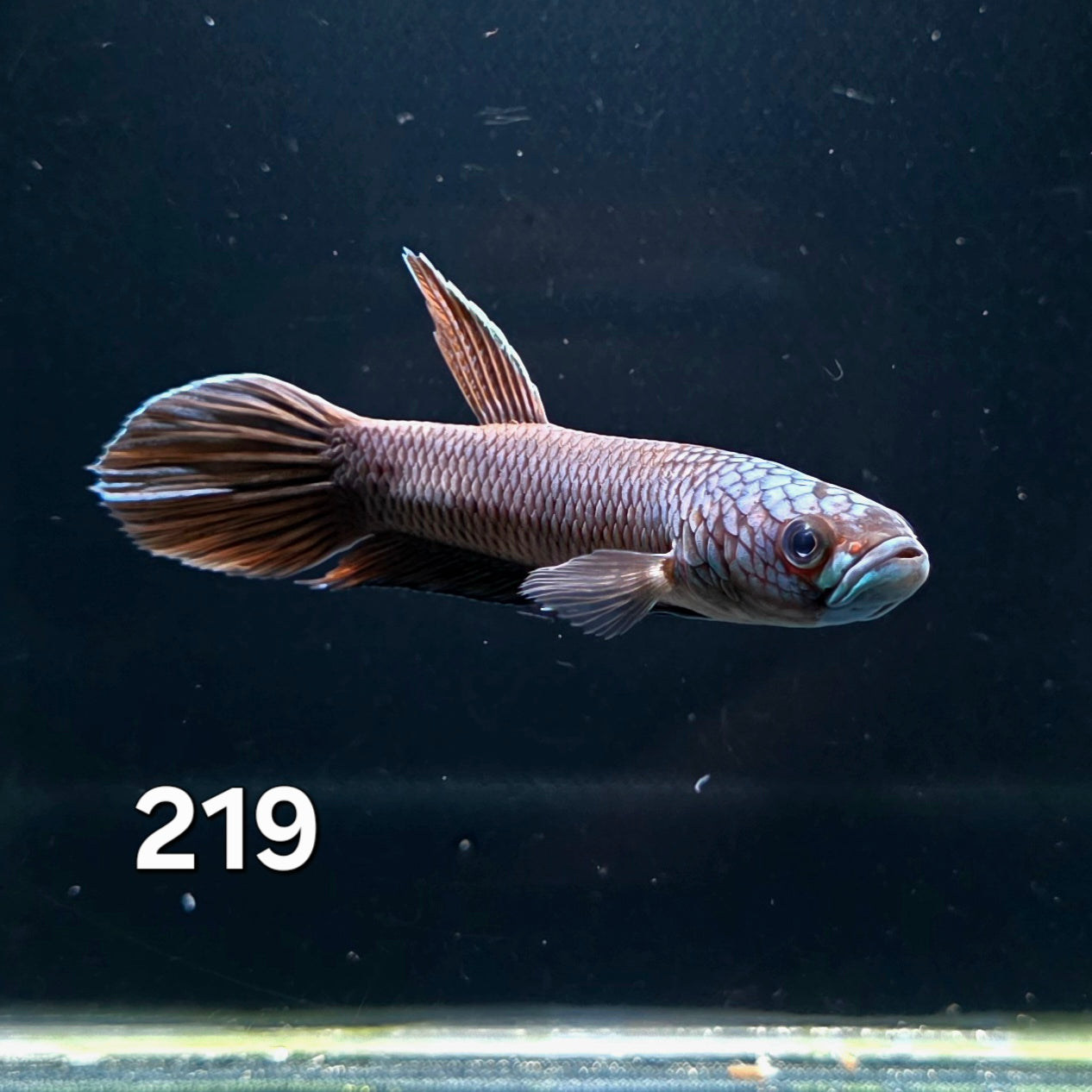 Antuta Male (IB219) by ivenbetta