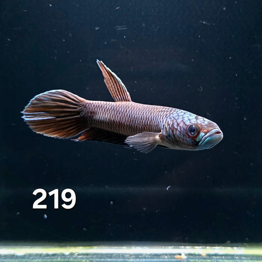 Antuta Male (IB219) by ivenbetta