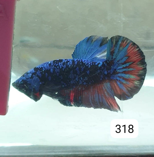 HMPK Betta Splendens #T318 by ivenbetta