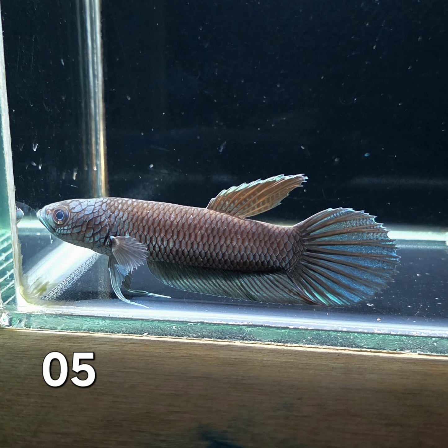 Antuta Male (IB05) by ivenbetta