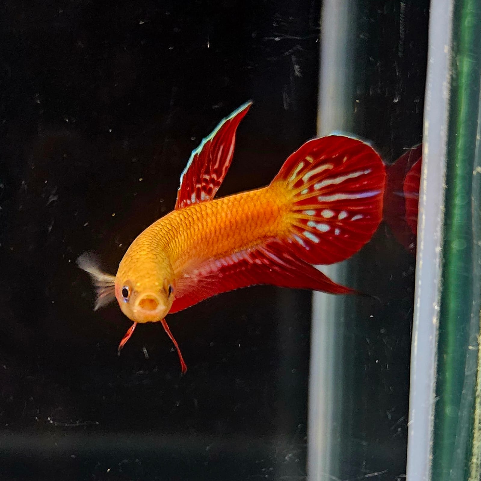 Betta Coccina by Iven Betta