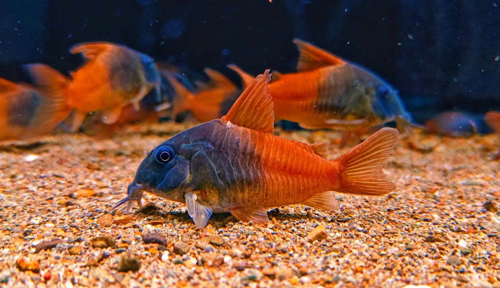 Hoplisoma sp. Rio Tomo CW217 by Iven Betta