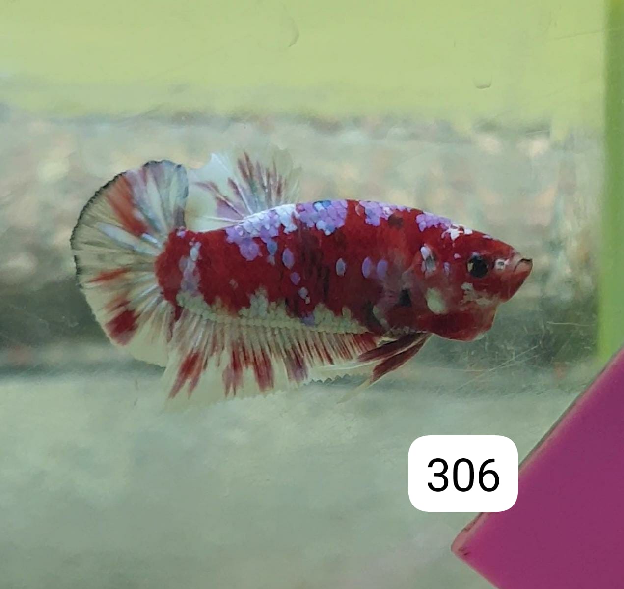 HMPK Betta Splendens #T306 by ivenbetta