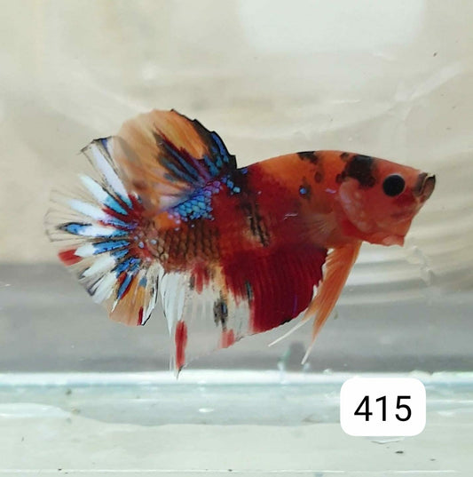 HMPK Betta Splendens #T415 by ivenbetta
