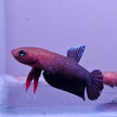 Betta cf. Persephone by Iven Betta