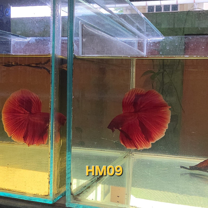 HM Betta Splendens #HM09 by ivenbetta