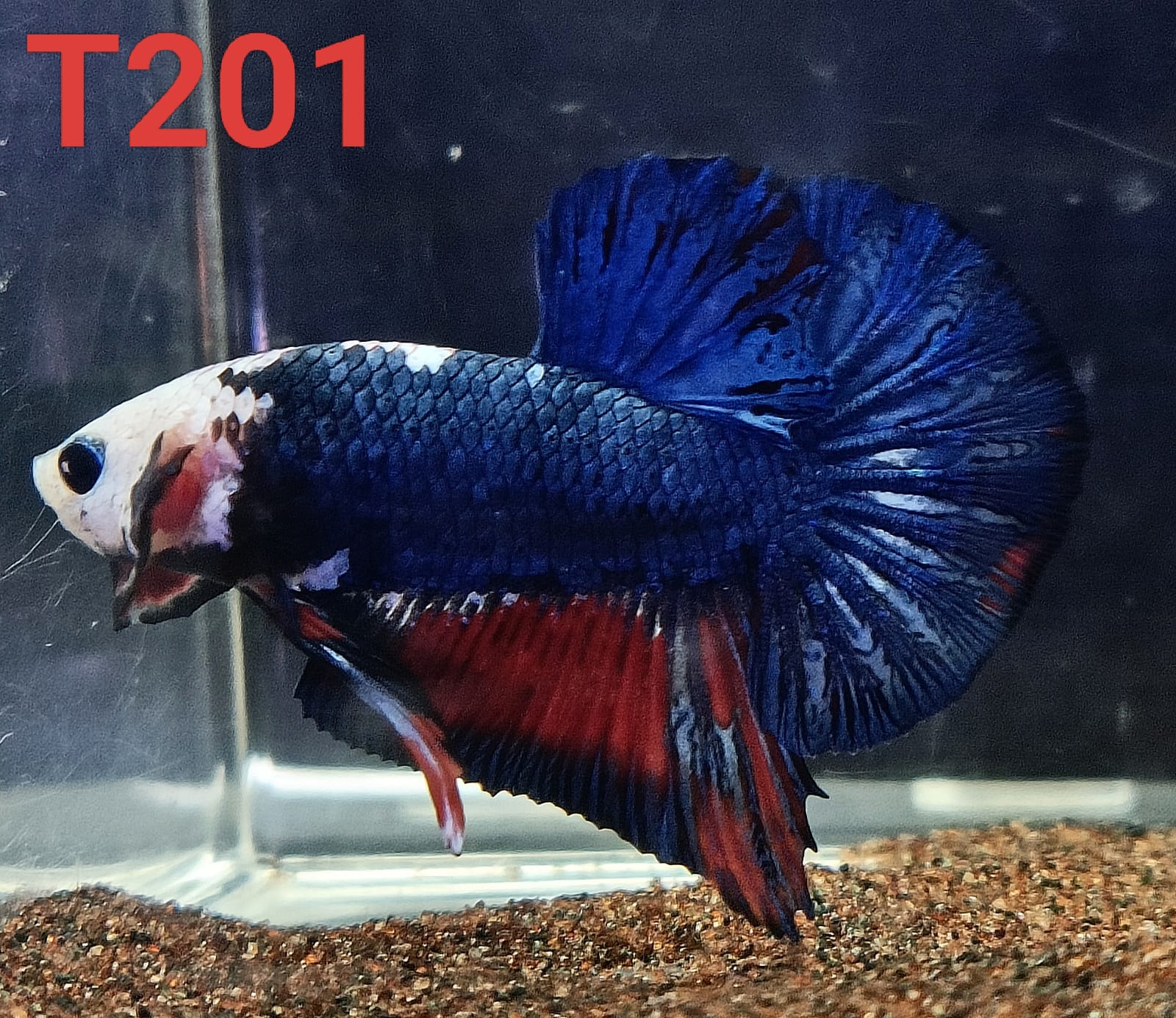 HMPK Betta Splendens #T201 by ivenbetta
