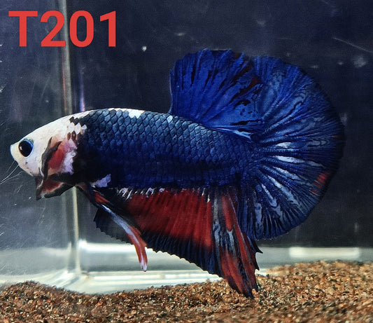 HMPK Betta Splendens #T201 by ivenbetta