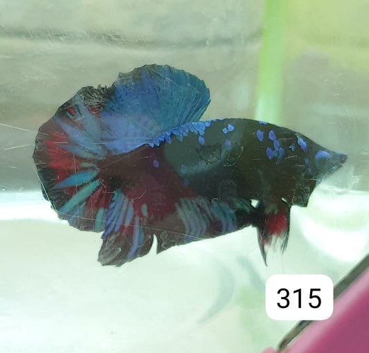 HMPK Betta Splendens #T315 by ivenbetta