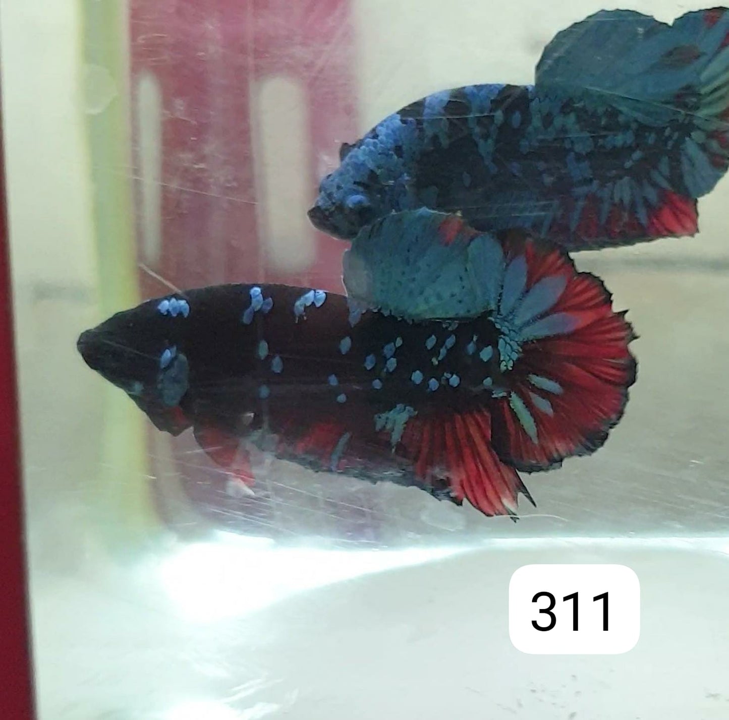 HMPK Betta Splendens #T311 by ivenbetta