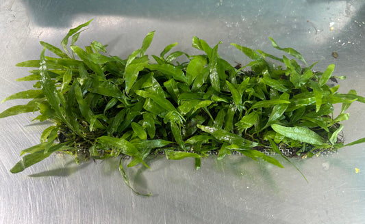 Microsorum Pteropus var. Taiwan Narrow Leaf by Iven Betta