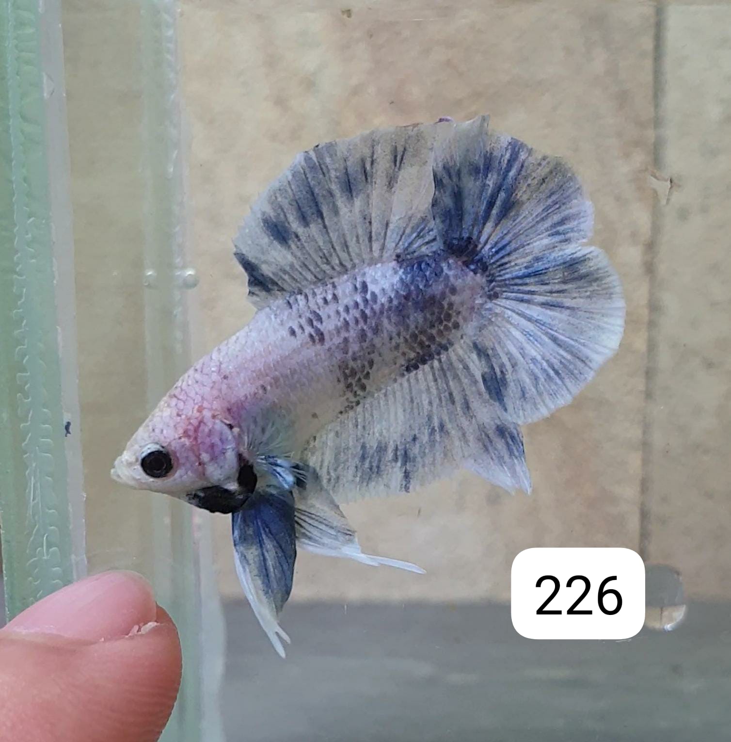 DTPK Betta Splendens #T226 by ivenbetta