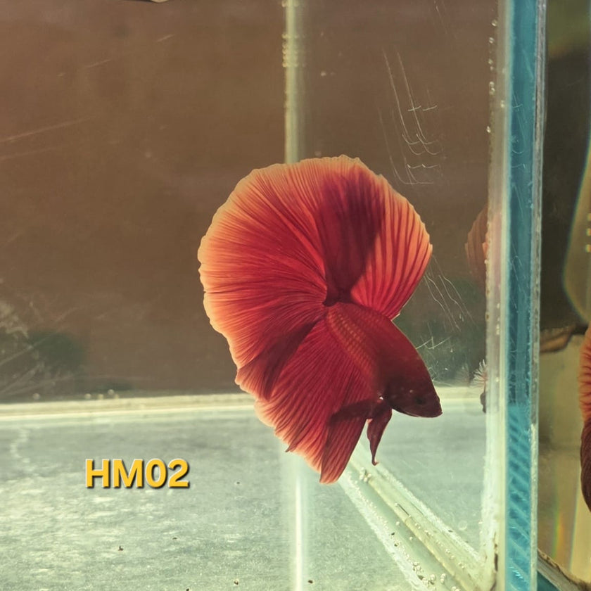 HM Betta Splendens #HM02 by ivenbetta