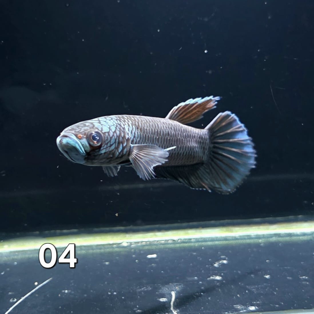 Antuta Male (IB04) by ivenbetta
