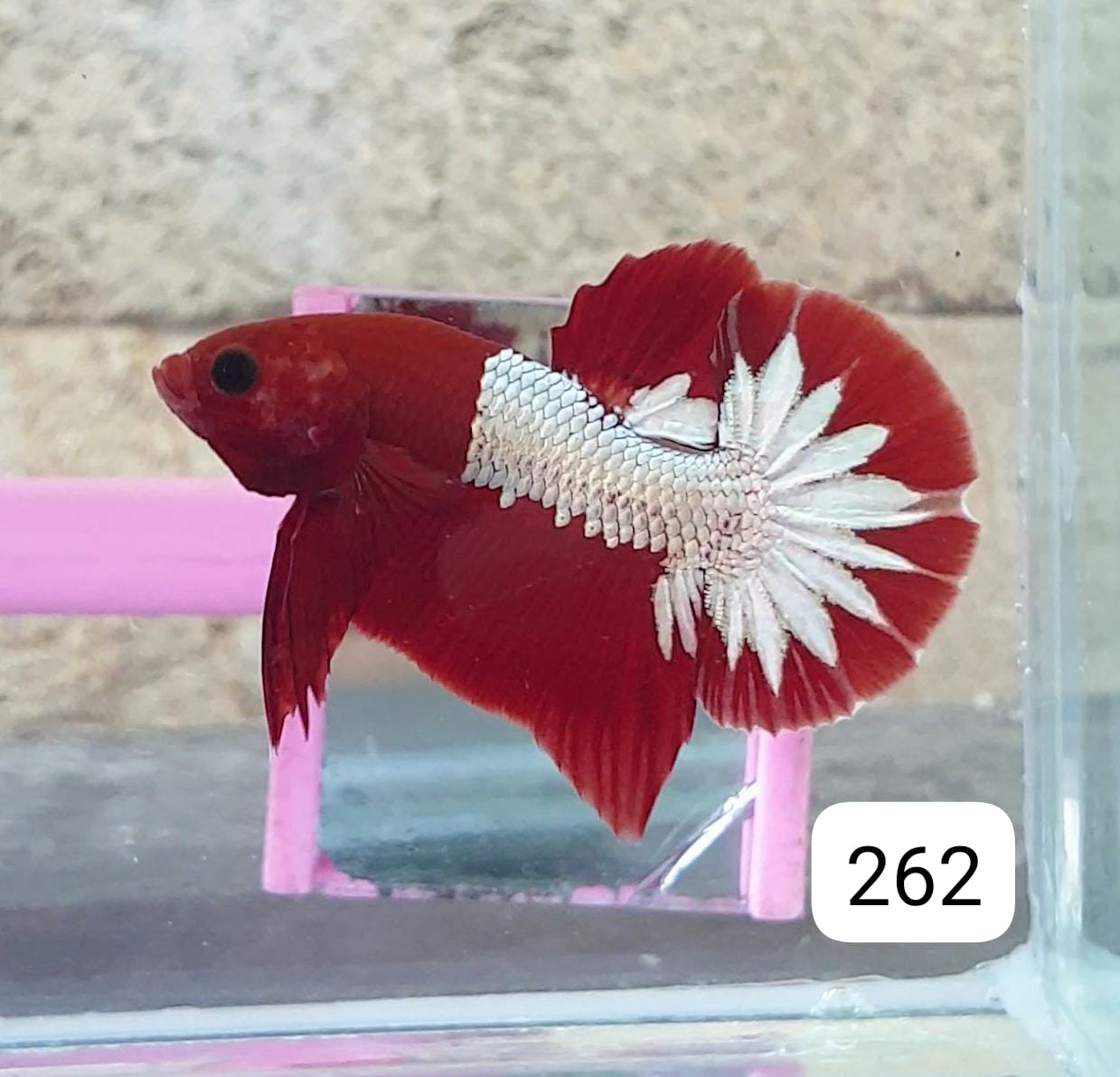 HMPK Betta Splendens #T262 by ivenbetta