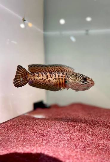 Channa Aurantimaculata "Short Body" by Iven Betta
