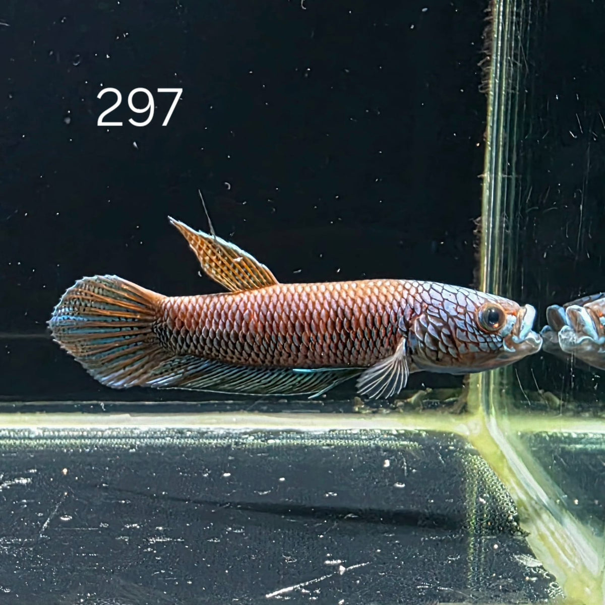 Antuta Male (A297) by ivenbetta