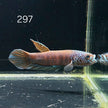 Antuta Male (A297) by ivenbetta