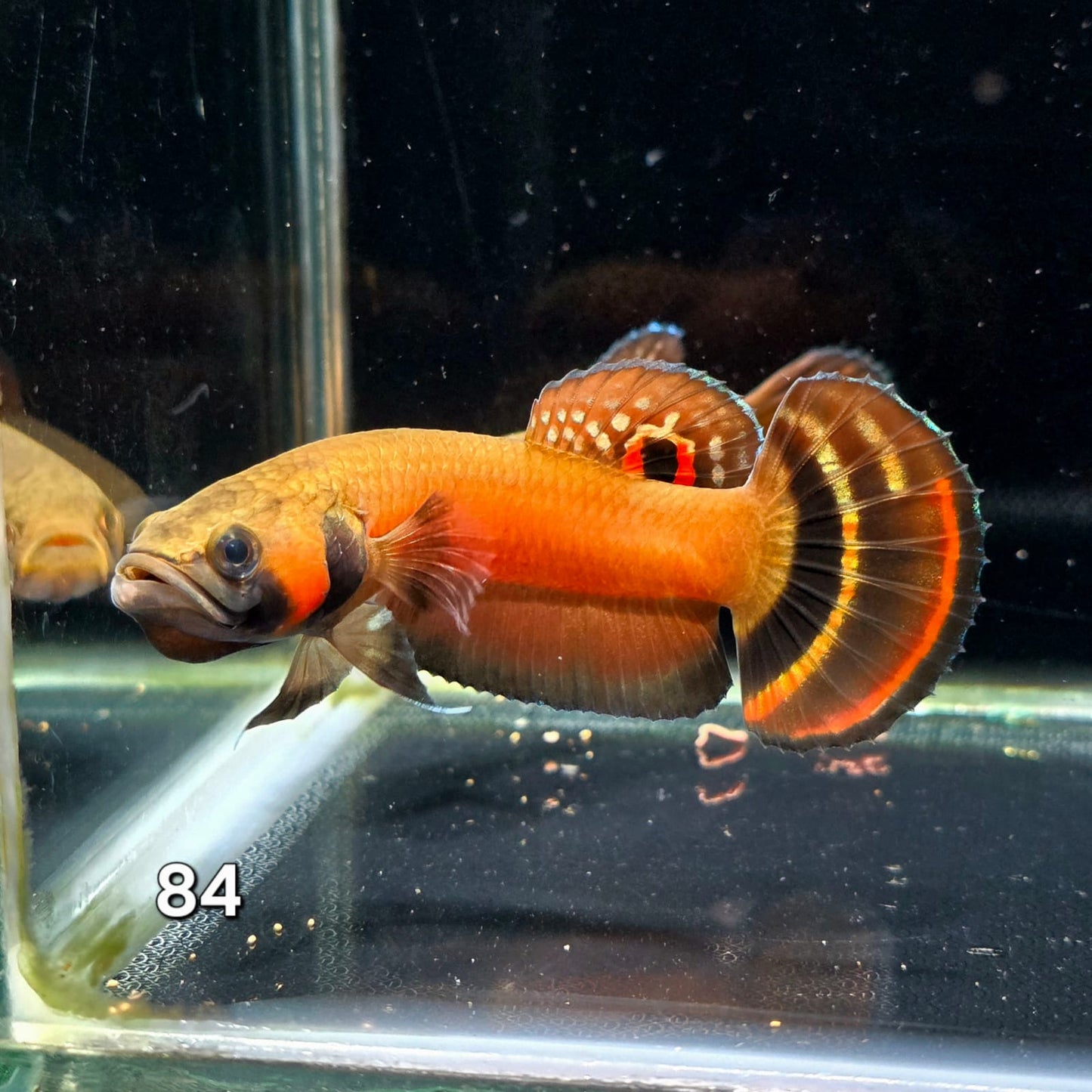 Macrostoma Male (IB084) by ivenbetta