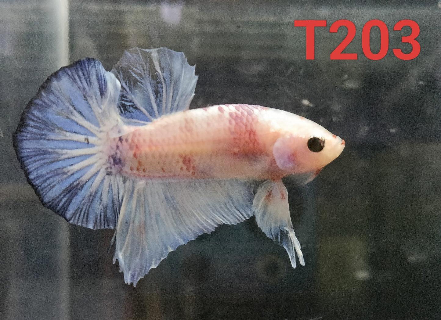 HMPK Betta Splendens #T203 by ivenbetta