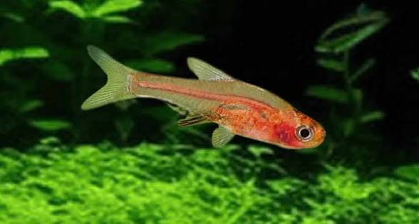 Sudadanio Retiarius (PO) by Iven Betta